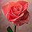 Flowers icon graphics