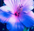 Flowers icon graphics