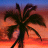 Palm tree icon graphics