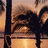 Palm tree icon graphics