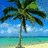 Palm tree icon graphics