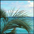 Palm tree icon graphics