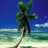 Palm tree icon graphics