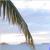 Palm tree icon graphics