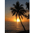 Palm tree icon graphics