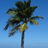 Palm tree icon graphics