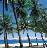 Palm tree icon graphics
