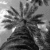 Palm tree icon graphics