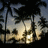 Palm tree icon graphics