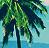 Palm tree icon graphics