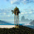 Palm tree icon graphics