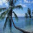 Palm tree icon graphics