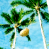 Palm tree icon graphics