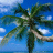 Palm tree icon graphics