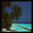 Palm tree icon graphics