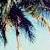 Palm tree icon graphics