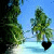 Palm tree icon graphics