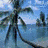 Palm tree icon graphics