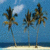 Palm tree icon graphics