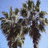Palm tree icon graphics