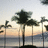 Palm tree icon graphics