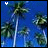 Palm tree icon graphics