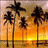 Palm tree icon graphics