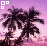 Palm tree icon graphics