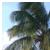 Palm tree icon graphics