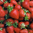 Strawberries icon graphics