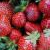 Strawberries icon graphics