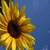 Sunflower icon graphics