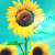 Sunflower icon graphics