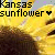 Sunflower icon graphics