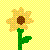 Sunflower icon graphics