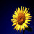 Sunflower icon graphics