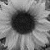 Sunflower icon graphics