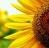 Sunflower icon graphics