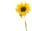 Sunflower icon graphics