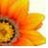 Sunflower icon graphics