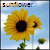 Sunflower icon graphics