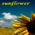 Sunflower icon graphics
