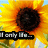 Sunflower icon graphics