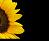 Sunflower icon graphics