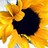 Sunflower icon graphics