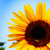 Sunflower icon graphics