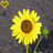 Sunflower icon graphics