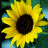 Sunflower icon graphics