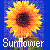 Sunflower icon graphics