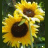 Sunflower icon graphics